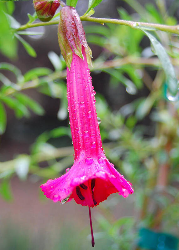 Flower Poster featuring the photograph Dewy Red Bloom by Amy Fose