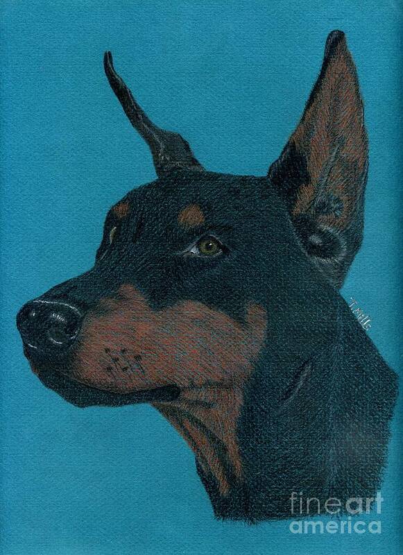 Dog Poster featuring the drawing Doberman Pincher by Terri Mills