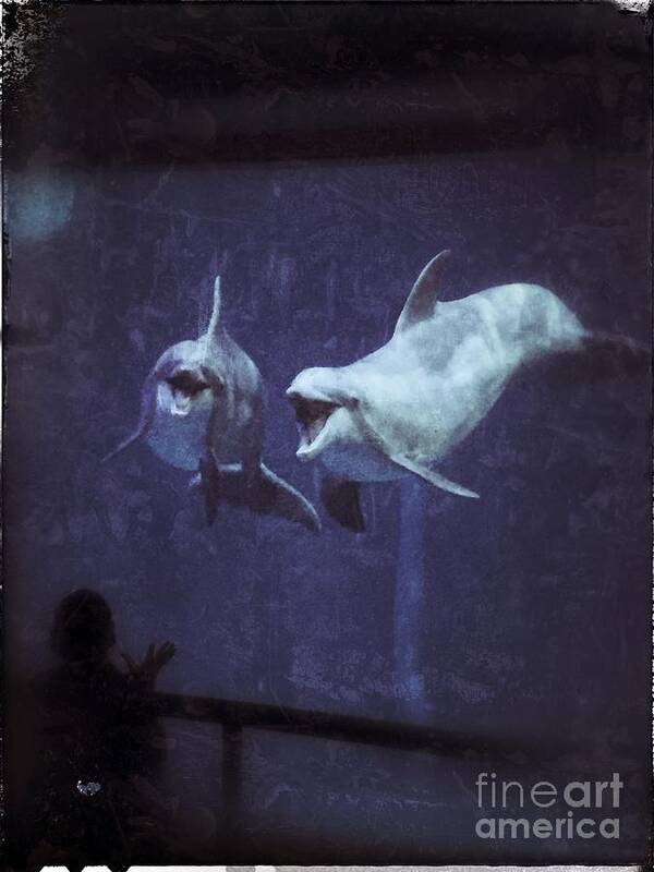 Dolphins Poster featuring the photograph Dolphinspiration by Jason Nicholas