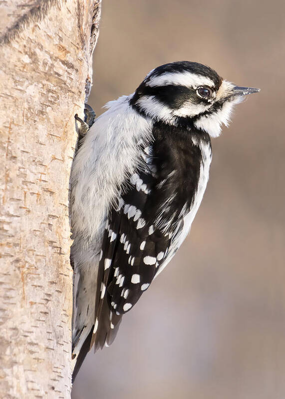 Woodpecker Poster featuring the photograph Downy Woodpecker by Jim Hughes