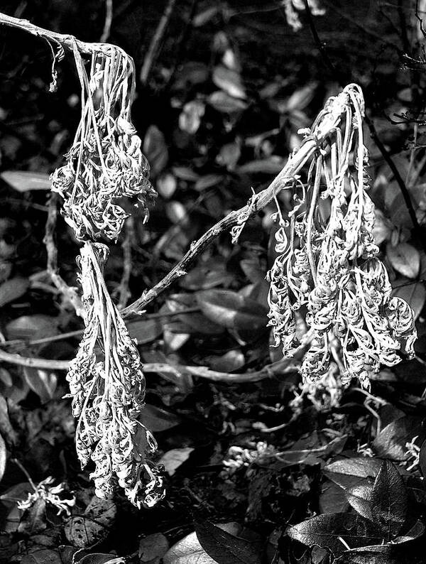 Garden Plant Plants Black White Dead Dried Three High Contrast Stark Macro Close Up Closeup Abstract Delaware Poster featuring the photograph Dried Plant #81 by Raymond Magnani