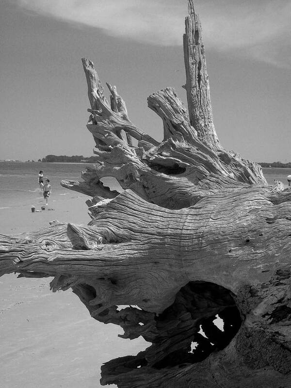 Sand Poster featuring the photograph Driftwood Study 2 by Deborah Ferree