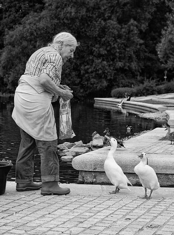 Photo Poster featuring the photograph Duck Feeding by Jutta Maria Pusl