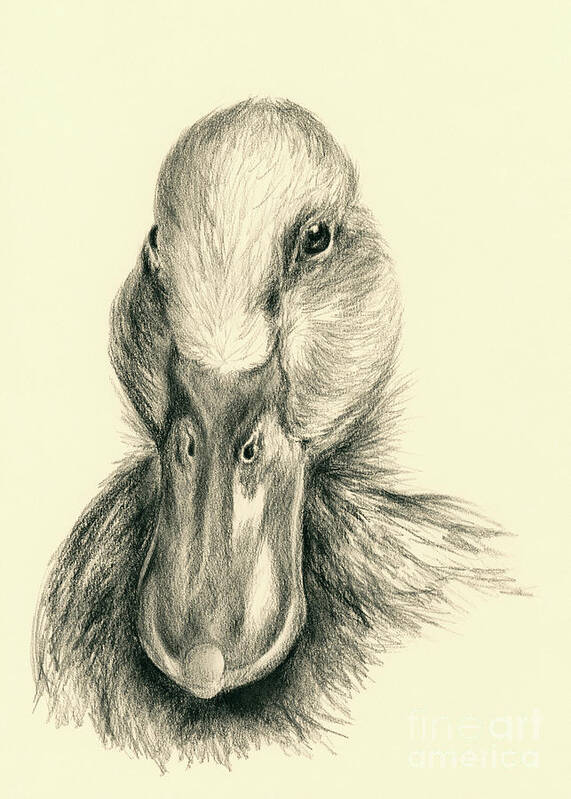 Duck Poster featuring the drawing Duck Portrait in Charcoal by MM Anderson
