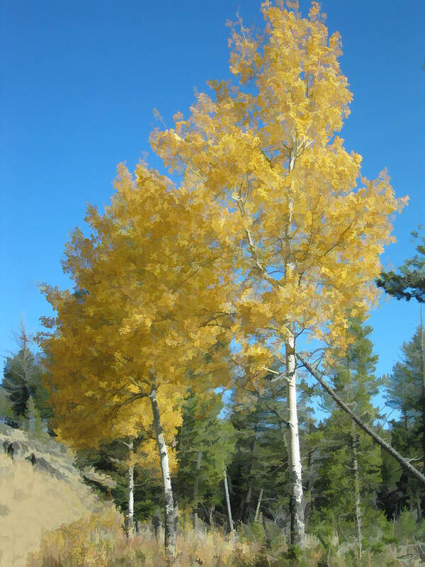 Aspen Poster featuring the photograph Early Autumn Aspens by Gary Baird