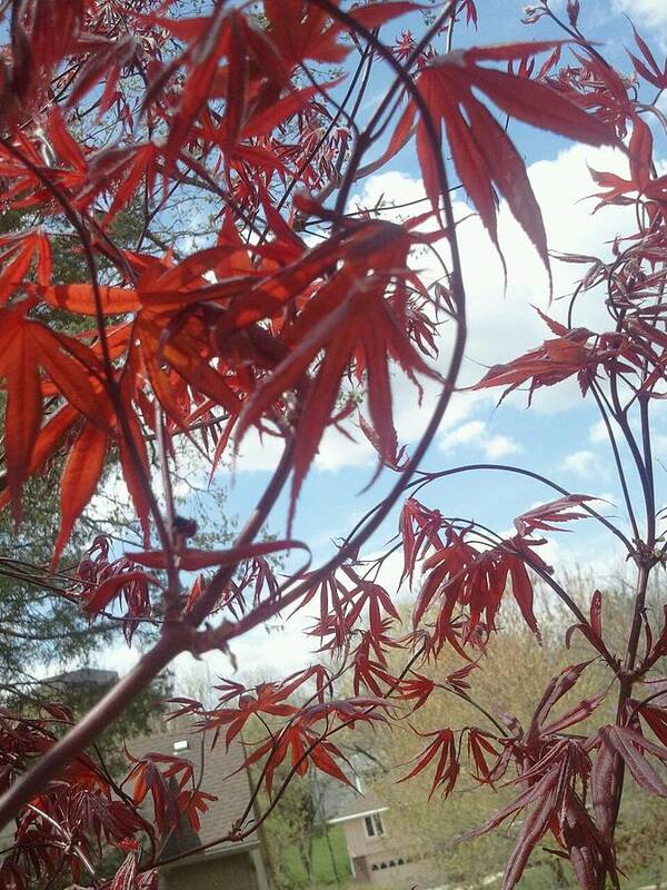 Red Poster featuring the photograph Early Bloodgood Maple by Tim Donovan
