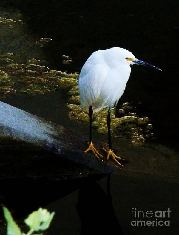Egrets Poster featuring the photograph Egret by Daniele Smith