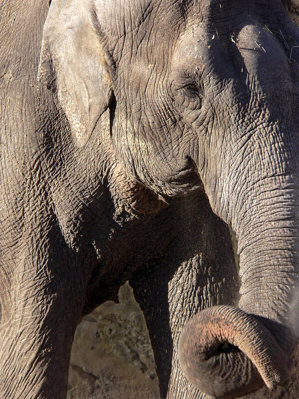 Elephant Poster featuring the photograph Elephant by Steven Sparks