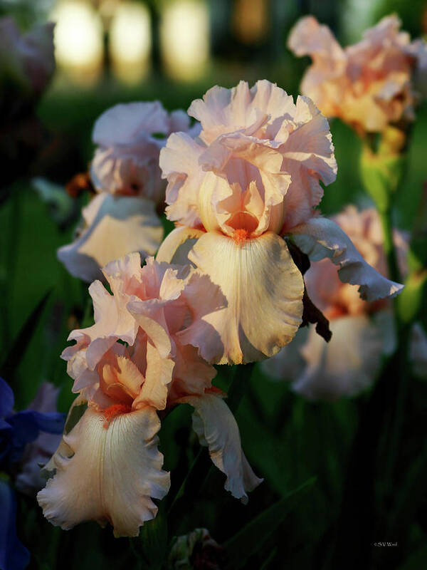 Impressionist Poster featuring the photograph End of Day Pink Irises 6702 H_2 by Steven Ward