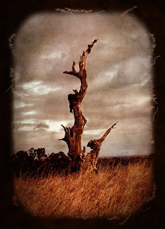 Oak Tree Poster featuring the photograph Eternal Spires by Laura Iverson