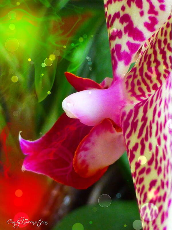 Flower Poster featuring the photograph Fairy Orchid by Cindy Greenstein