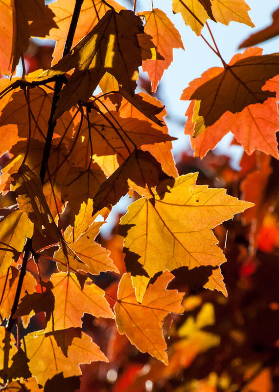 Maple Leaf Poster featuring the photograph Fall Colors by Tom Potter