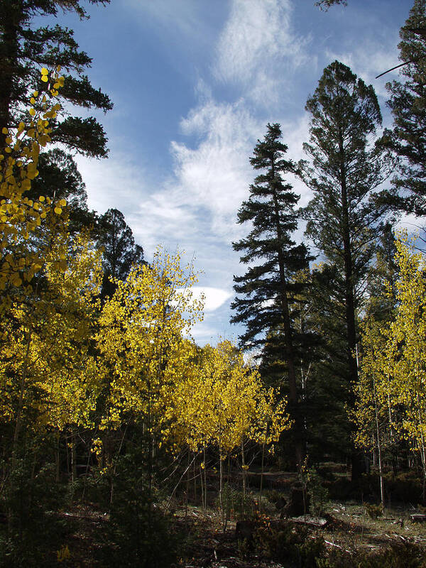 Fall Rocky Mountains Poster featuring the photograph Fall in the Rockies by Bill Hyde