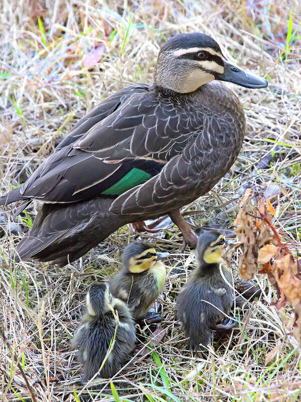 Pacific Black Duck Poster featuring the photograph Family On The Move by Miroslava Jurcik