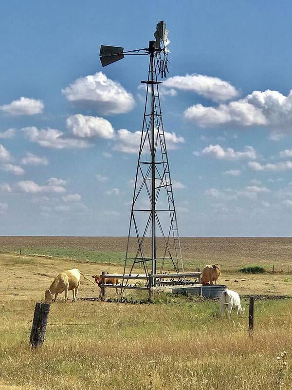 Driving On A Country Road In Kansas I Saw This Scene. Had To Stop To Take A Pic. Cows Poster featuring the photograph Farmlife memories by Shirley Heier