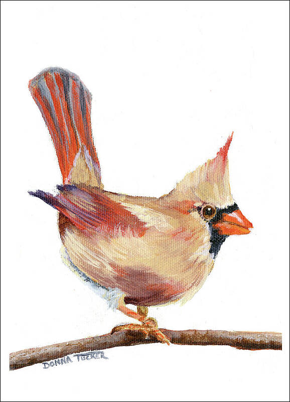 Cardinal Poster featuring the painting Female Cardinal by Donna Tucker