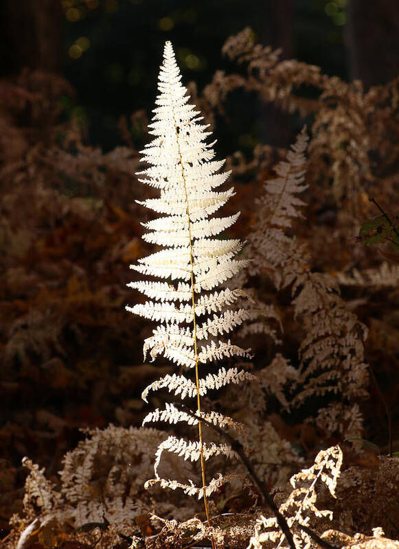 Fern Poster featuring the photograph Fern Glow 1 by William Selander