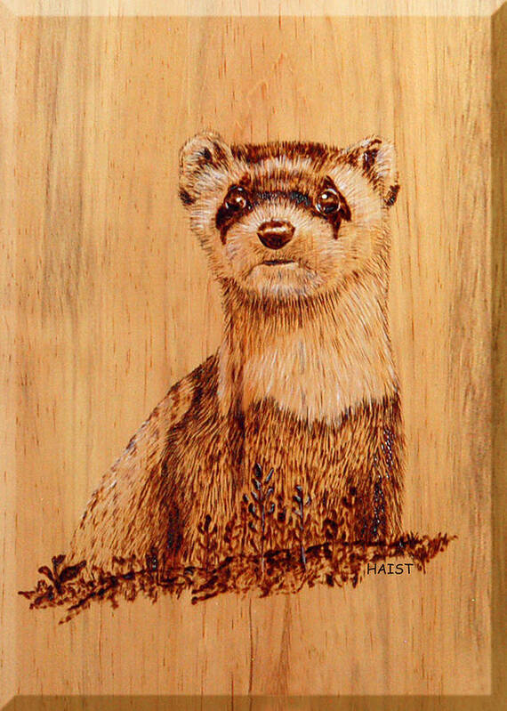 Wild Poster featuring the pyrography Ferret by Ron Haist