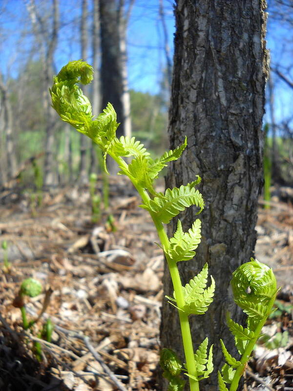 Ferns Poster featuring the photograph Fiddleheads Spring Stretch by Kent Lorentzen