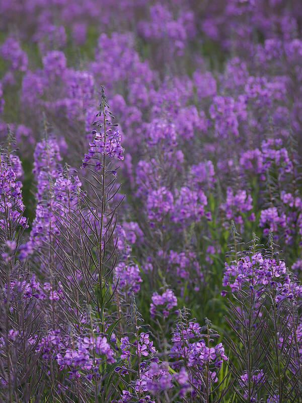 Alaska Poster featuring the photograph Field of Fireweed by Ian Johnson