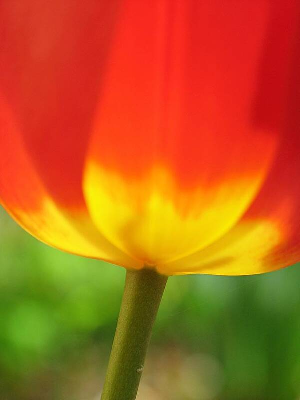 Tulip Poster featuring the photograph Fire Tulip by Juergen Roth