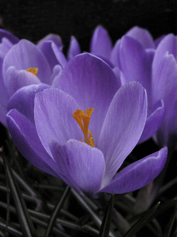 Flowers Poster featuring the photograph Flower Crocus by Nancy Griswold