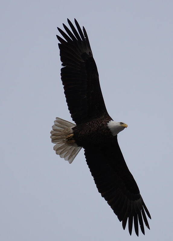Adult Eagle Poster featuring the photograph Flying High by Beth Collins