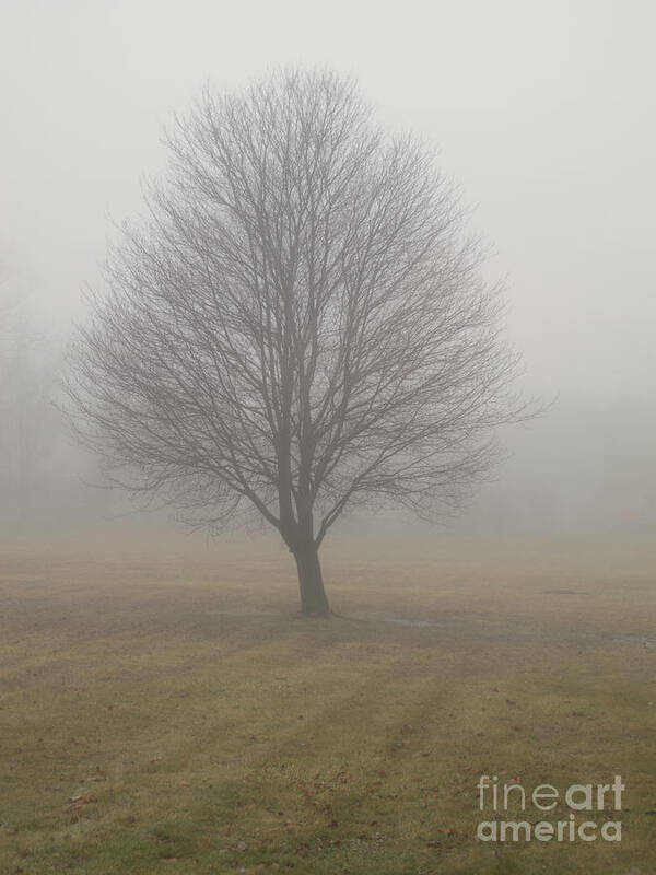 Tree Poster featuring the photograph Foggy Winter Morn by Ann Horn