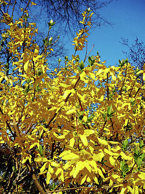 Spring Poster featuring the photograph Forsythia by Susan Savad