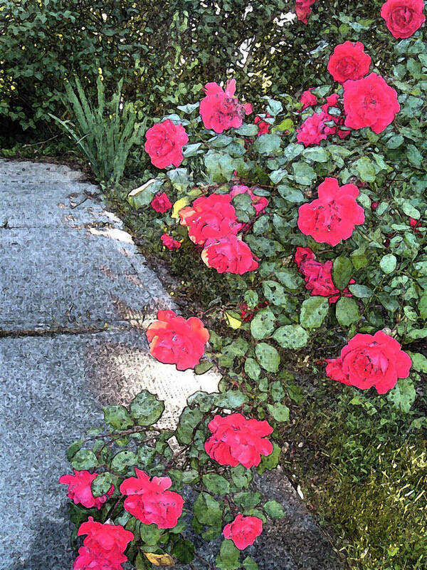 Roses Poster featuring the photograph Fresco Roses by Karen Fowler