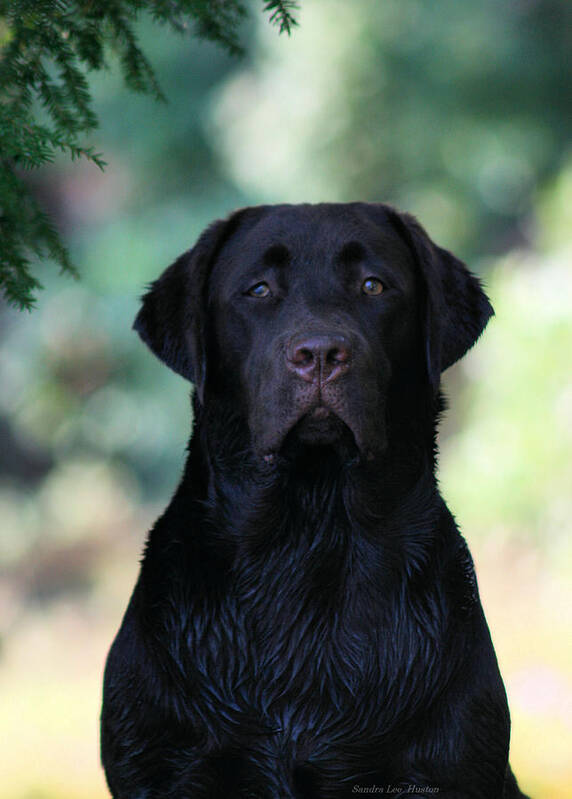 Animal Poster featuring the photograph Friendly Black Lab by Sandra Huston