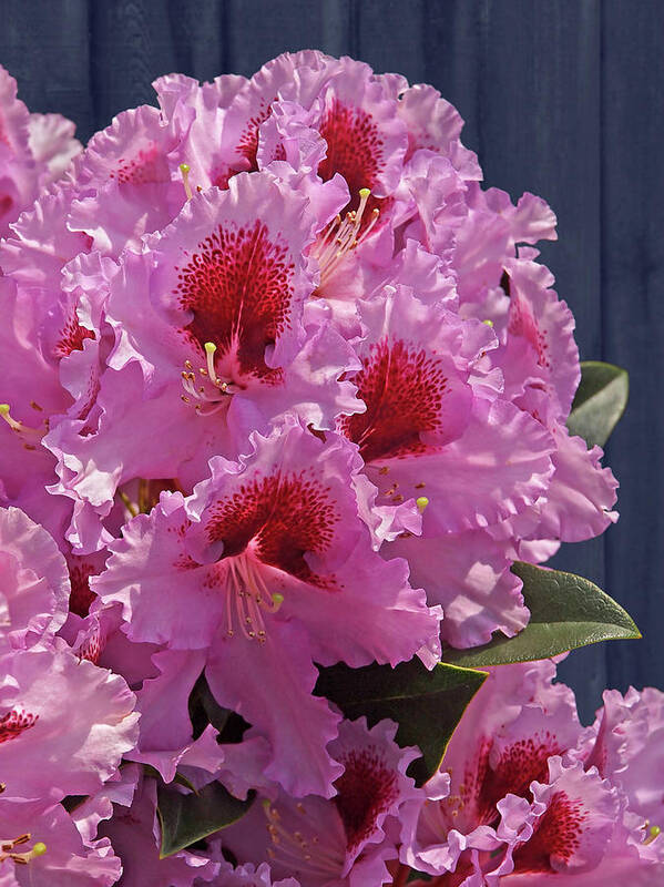 Pink Flower Poster featuring the photograph Frilly Pink Rhododendron by Gill Billington