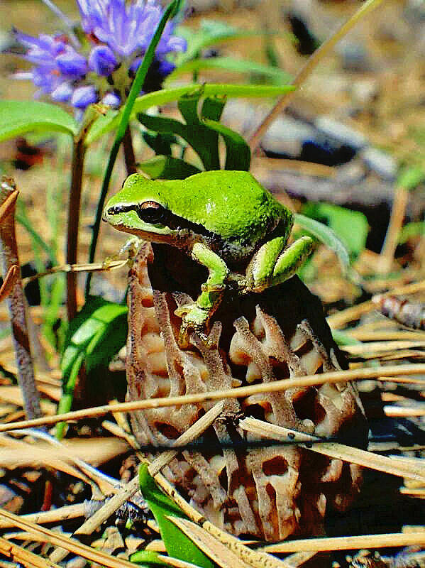 Morel Poster featuring the photograph Frog on a Morel by Bob Johnson