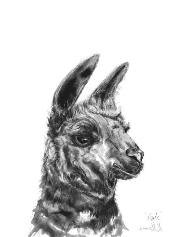 Llama Art Poster featuring the drawing Gabe by Kristin Llamas