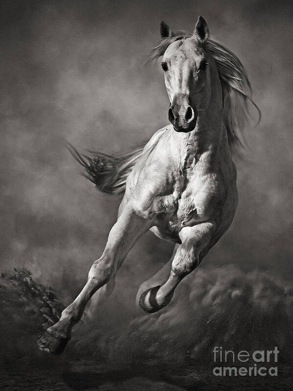 Horse Poster featuring the photograph Galloping White Horse in Dust by Dimitar Hristov