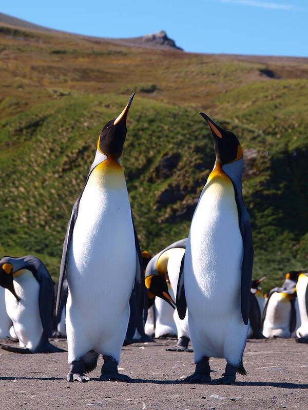 King Penguins Poster featuring the photograph Gold Harbour South Georgia 61 by Per Lidvall