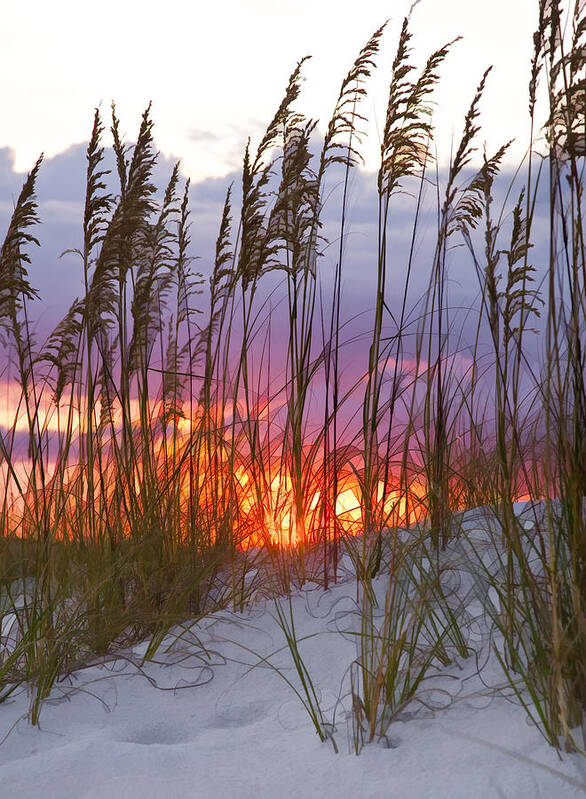 Sea Oats Poster featuring the photograph Golden Amber by Janet Fikar
