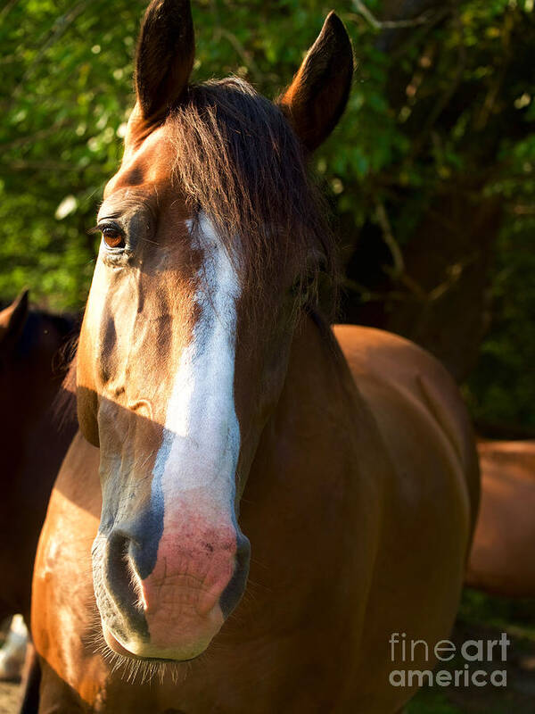 Horse Poster featuring the photograph Golden Brown Horse by Rachel Morrison