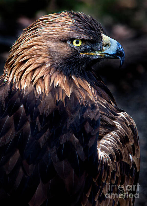 Golden Eagle Poster featuring the photograph Golden Eagle 1 by David Millenheft