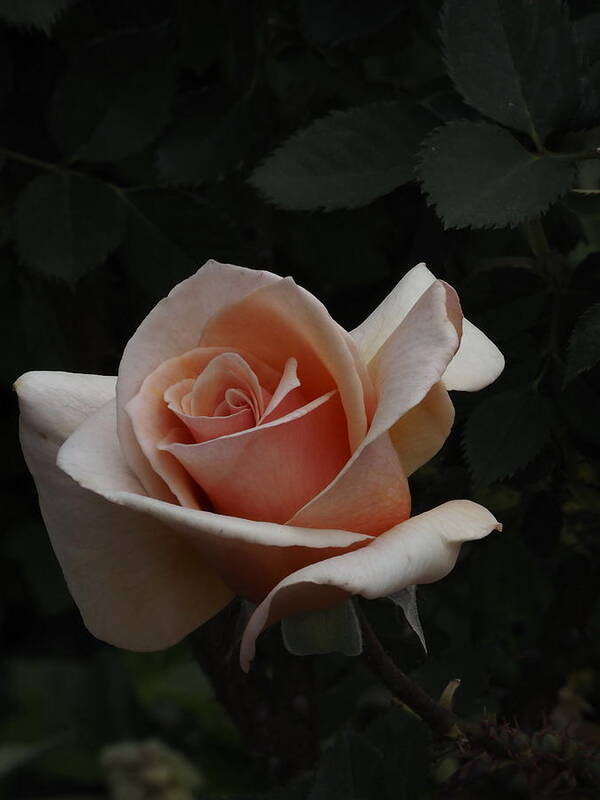 Botanical Poster featuring the photograph Golden Rose by Richard Thomas