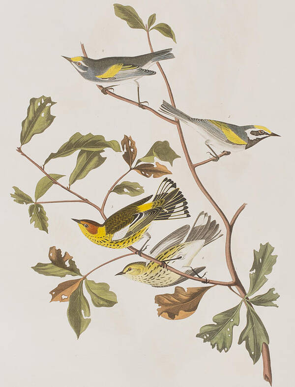 Warbler Poster featuring the painting Golden winged Warbler or Cape May Warbler by John James Audubon