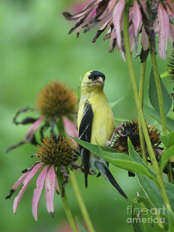 Goldfinch Poster featuring the photograph Goldfinch on Coneflower Seed Head by Robert E Alter Reflections of Infinity