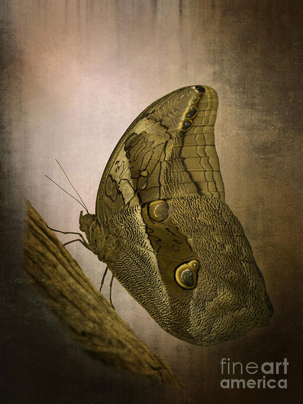 Butterfly Poster featuring the photograph Graffic Owl Butterfly by Inge Riis McDonald