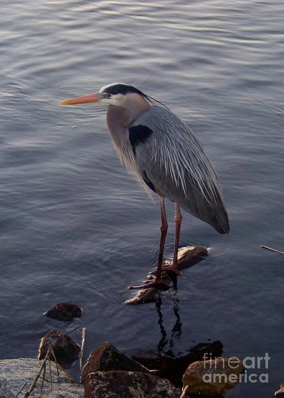 Heron Poster featuring the photograph Great Blue Heron at Evening by Carol Bradley