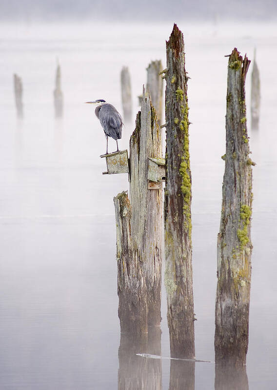 Bay Poster featuring the photograph Great Blue Heron by Kevin Oke