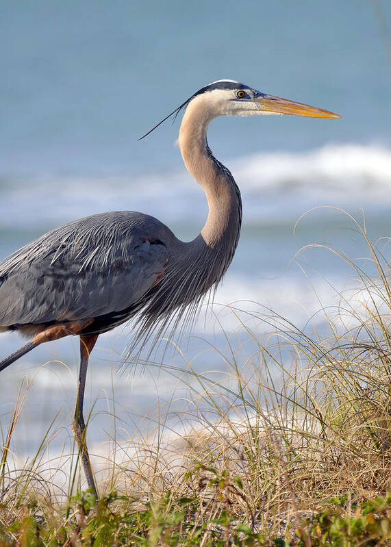 Great Blue Heron Poster featuring the photograph Great Blue Heron by Rose Hill