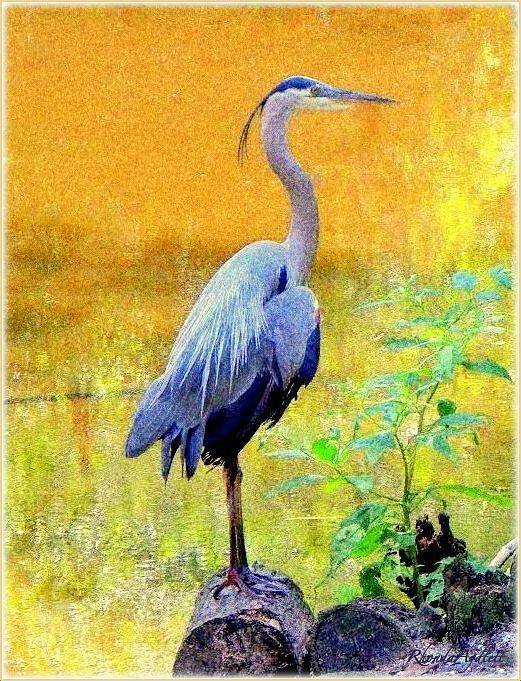 Great Blue Heron Poster featuring the mixed media Great Blue by YoMamaBird Rhonda