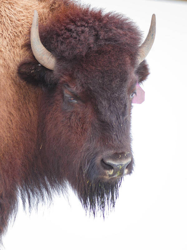 Mountains Poster featuring the photograph Great Buffalo by Sean Allen