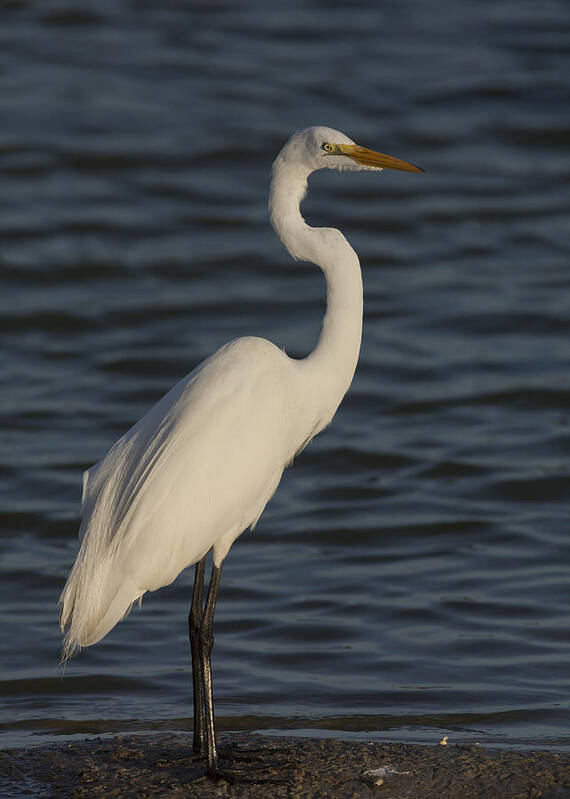 Great Poster featuring the photograph Great Egret in the last light of the day by David Watkins