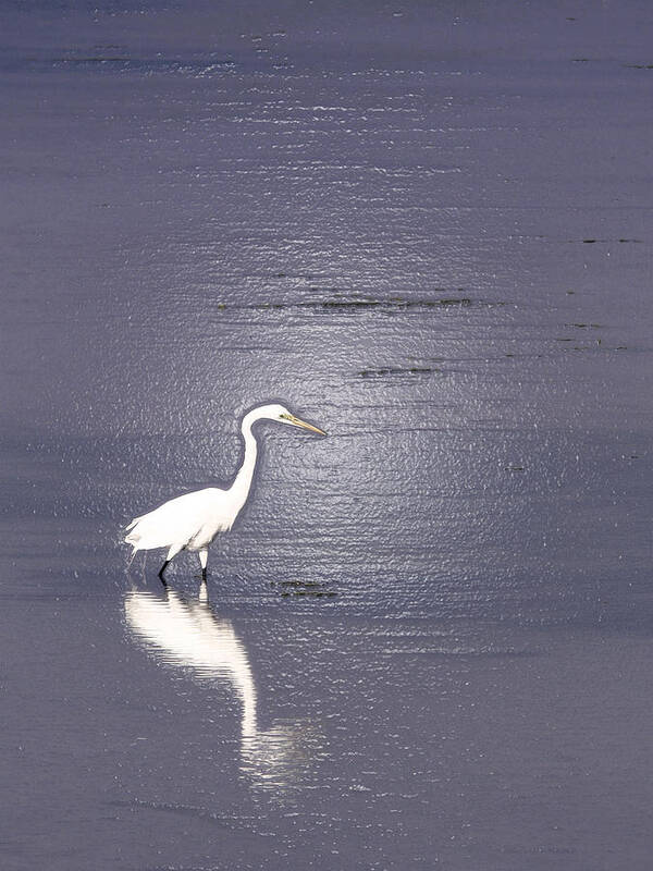 Great Egret Poster featuring the photograph Great Egret by Steven Sparks